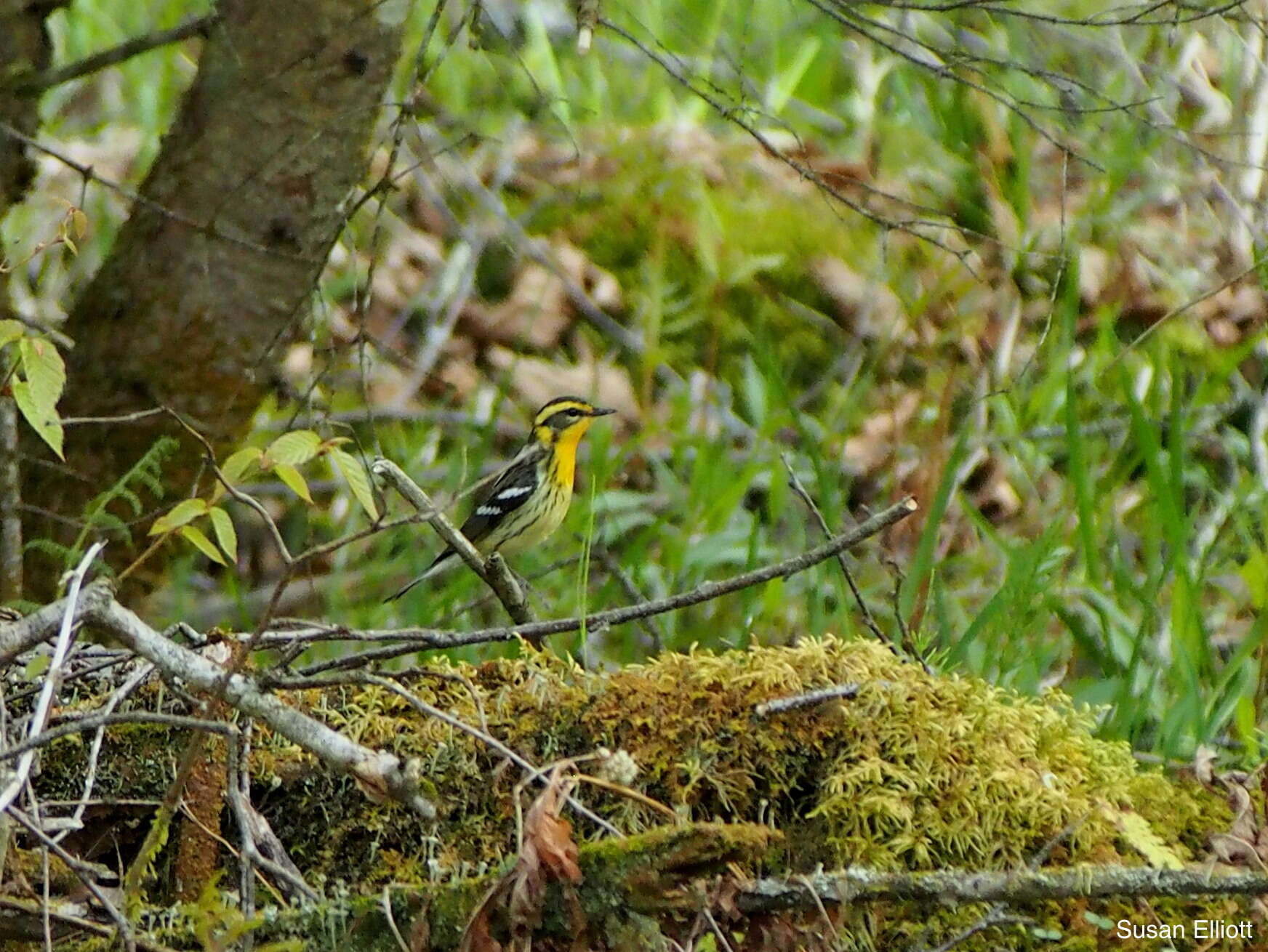 Image of Blackburnian Warbler