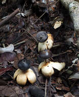 Image of Beaked Earthstar