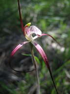 Image of Caladenia denticulata subsp. rubella A. P. Br. & G. Brockman