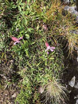 Image of Saponaria pumila Janchen