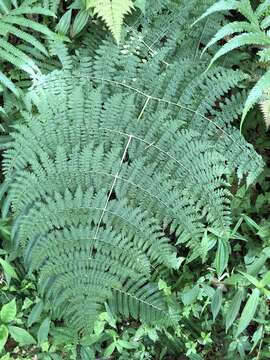 Image of Dryopteris paleolata (Pic. Serm.) Li Bing Zhang