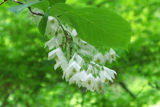 Plancia ëd Styrax obassia Siebold & Zucc.