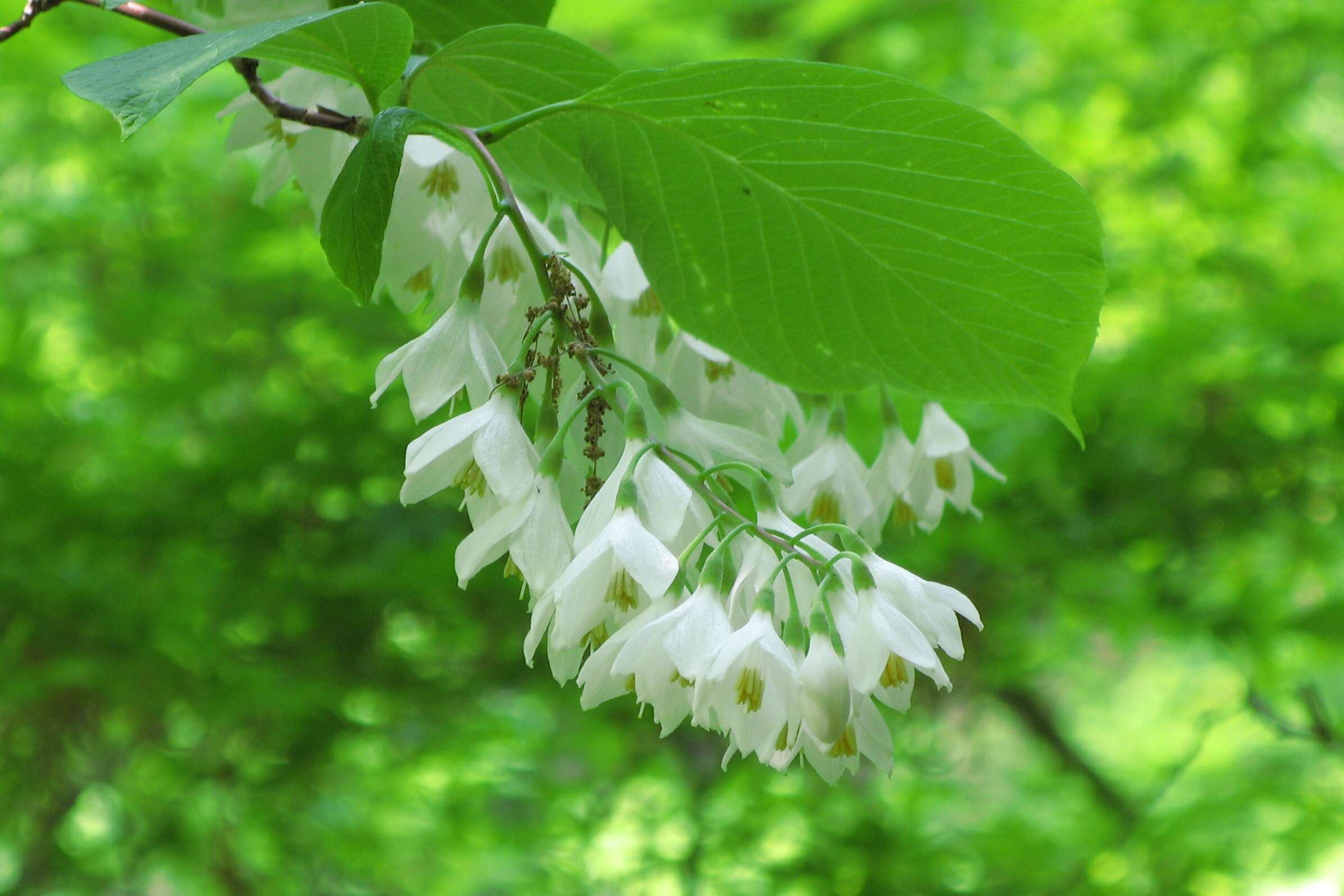 Plancia ëd Styrax obassia Siebold & Zucc.