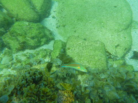 Image of Red-shoulder wrasse