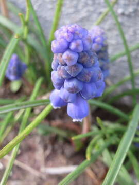 Image of Armenian grape hyacinth