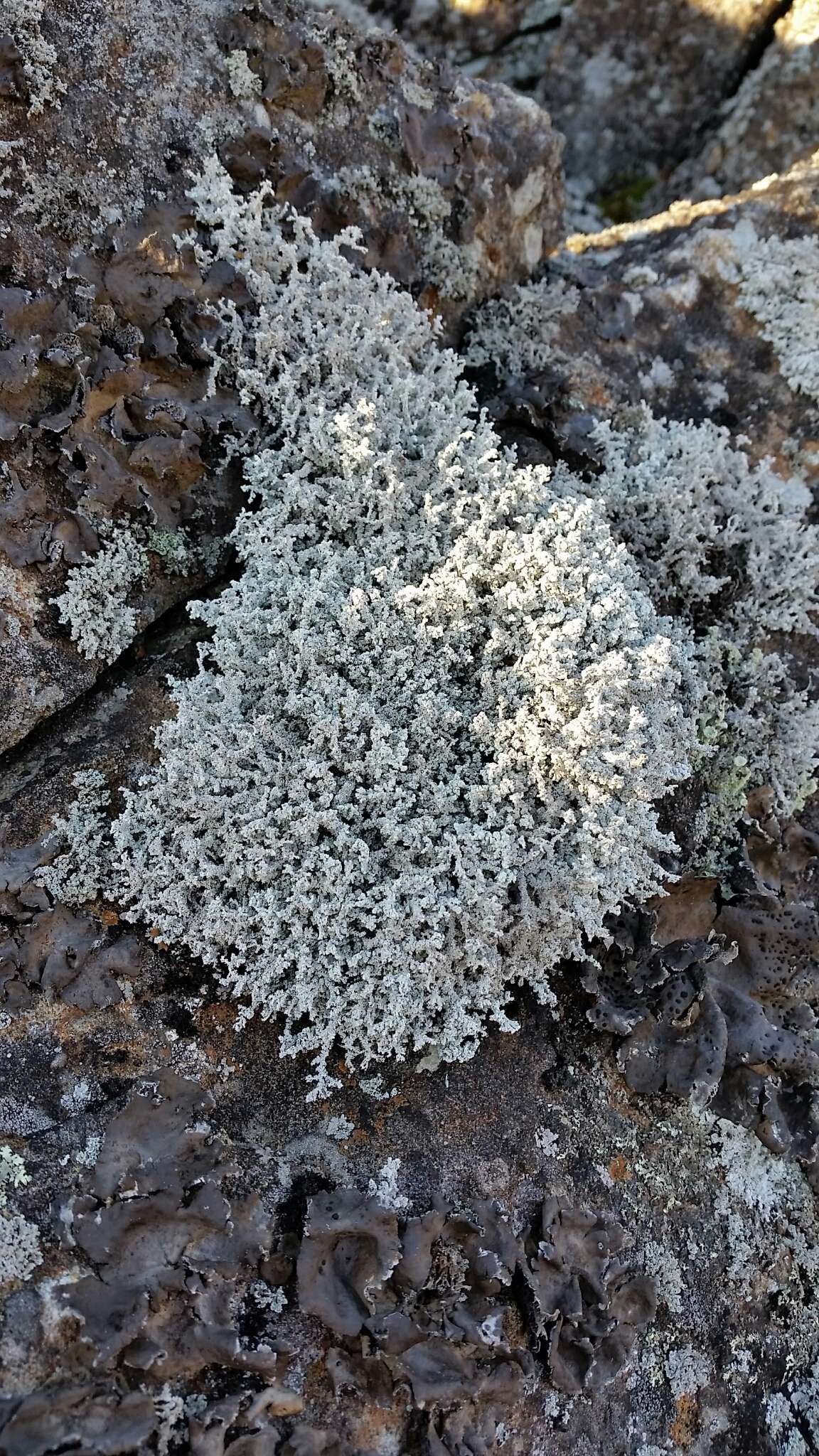 Image of Rock foam lichen