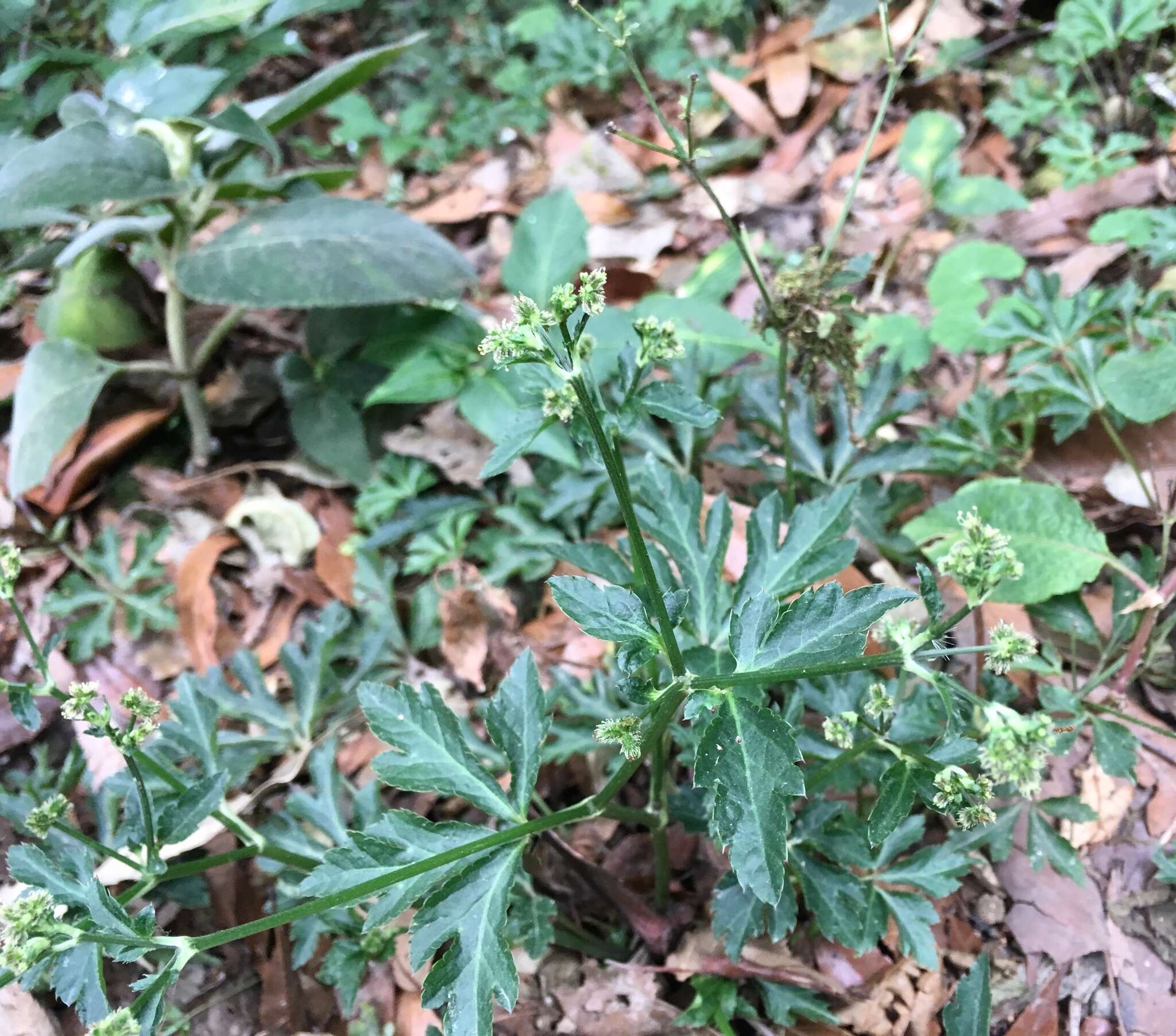 Image of Pacific Black-snakeroot