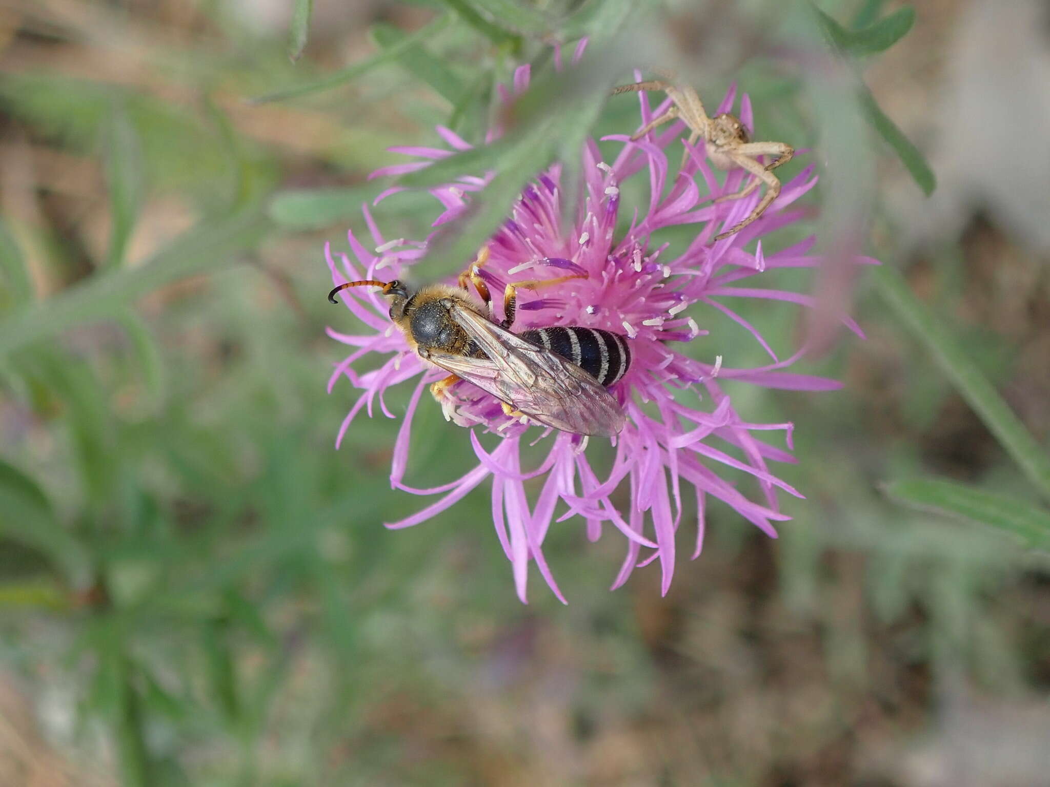 Halictus sexcinctus (Fabricius 1775)的圖片