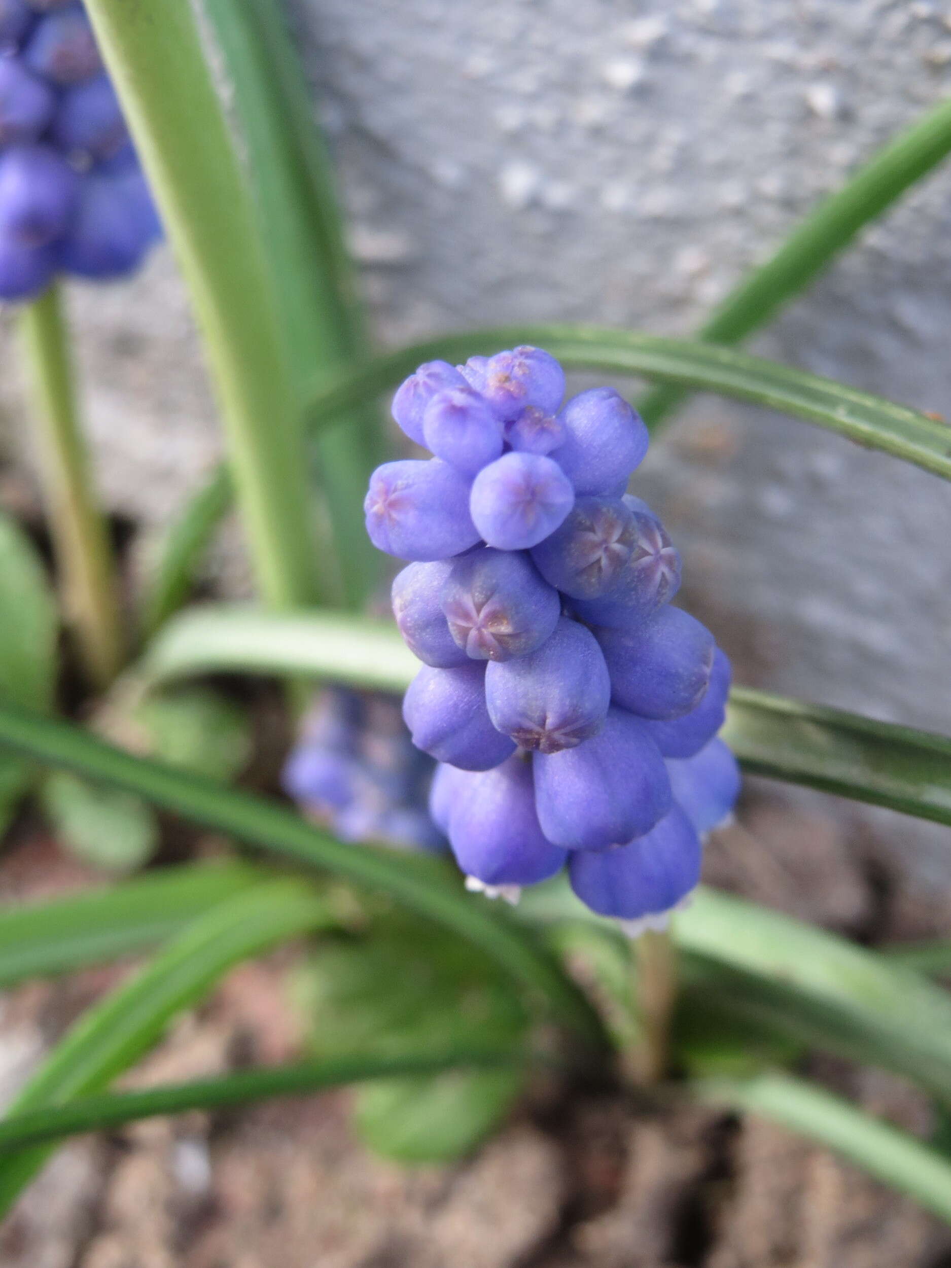 Imagem de Muscari armeniacum H. J. Veitch