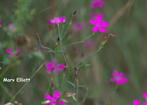 Слика од Dianthus deltoides L.