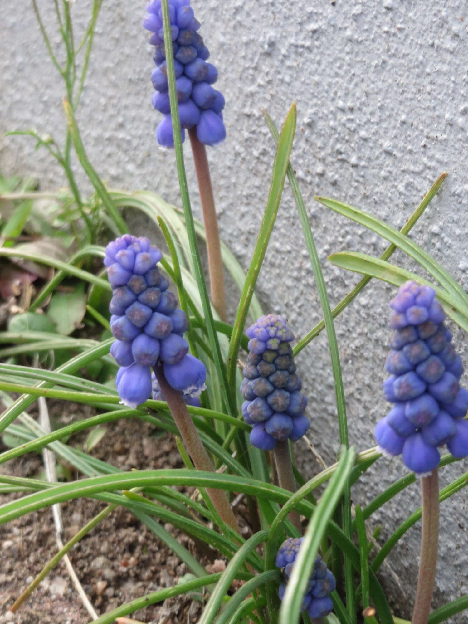 Imagem de Muscari armeniacum H. J. Veitch