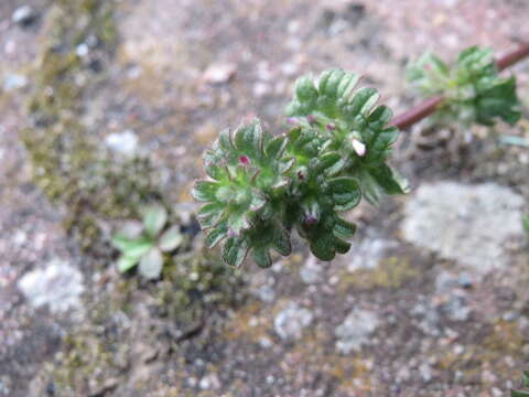 Image of common henbit