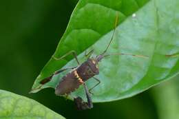 Leptoglossus zonatus (Dallas 1852) resmi