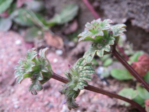 Image of common henbit