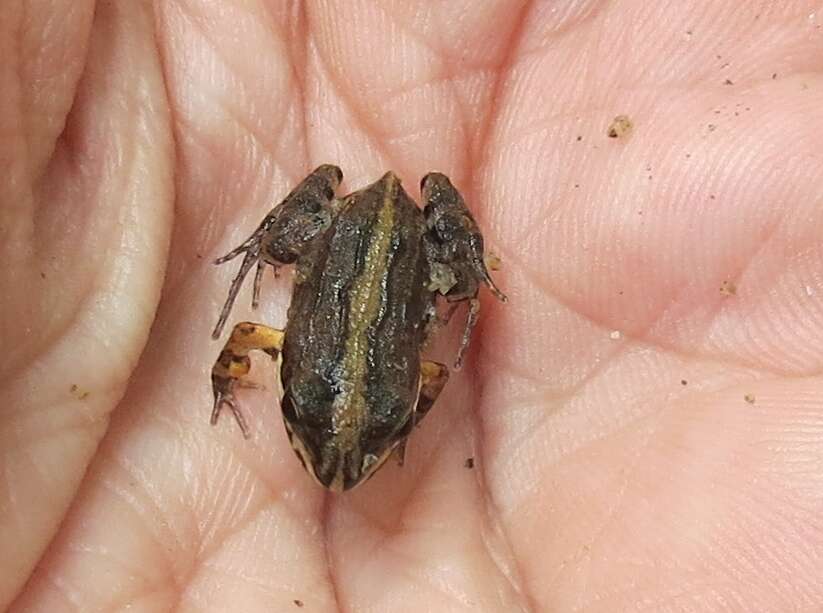 Image of Caribbean white-lipped frog