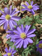 Image of Balkan Anemone