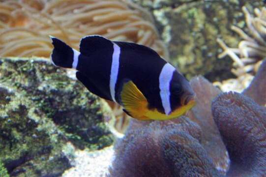 Amphiprion chrysogaster Cuvier 1830 resmi