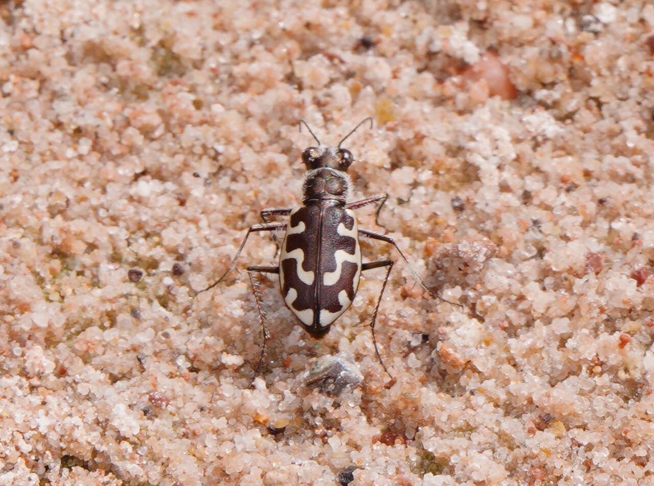 Image of Beach tiger beetle