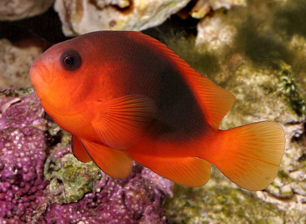 Image of Red saddleback anemonefish