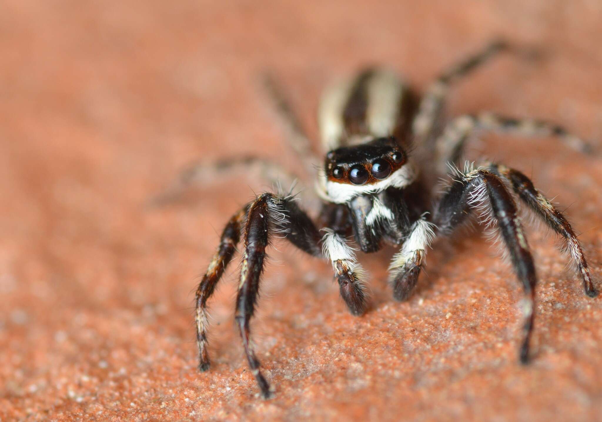 Image of Gray Wall Jumper