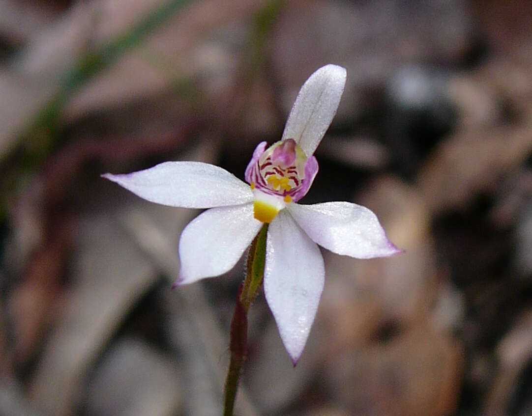 Image of Fairy orchid