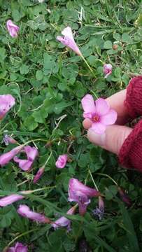 Image of Oxalis brasiliensis Lodd.