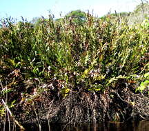 Image of Golden Leather Fern