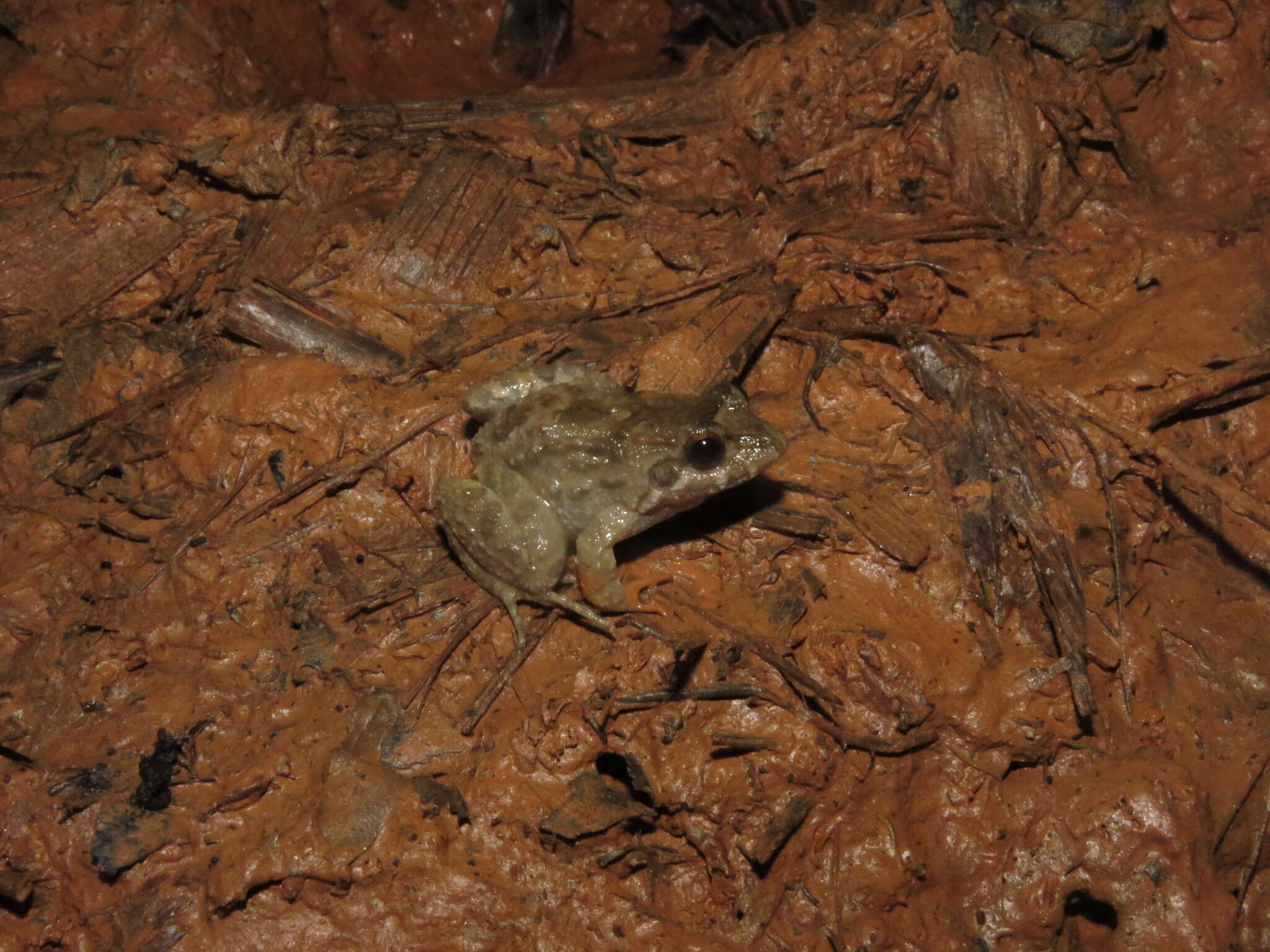 Image de Leptodactylus griseigularis (Henle 1981)