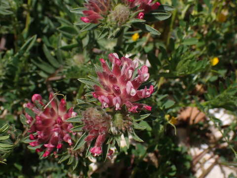 Image of Anthyllis vulneraria subsp. rubriflora (DC.) Arcang.