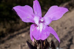 Слика од Laelia speciosa (Kunth) Schltr.