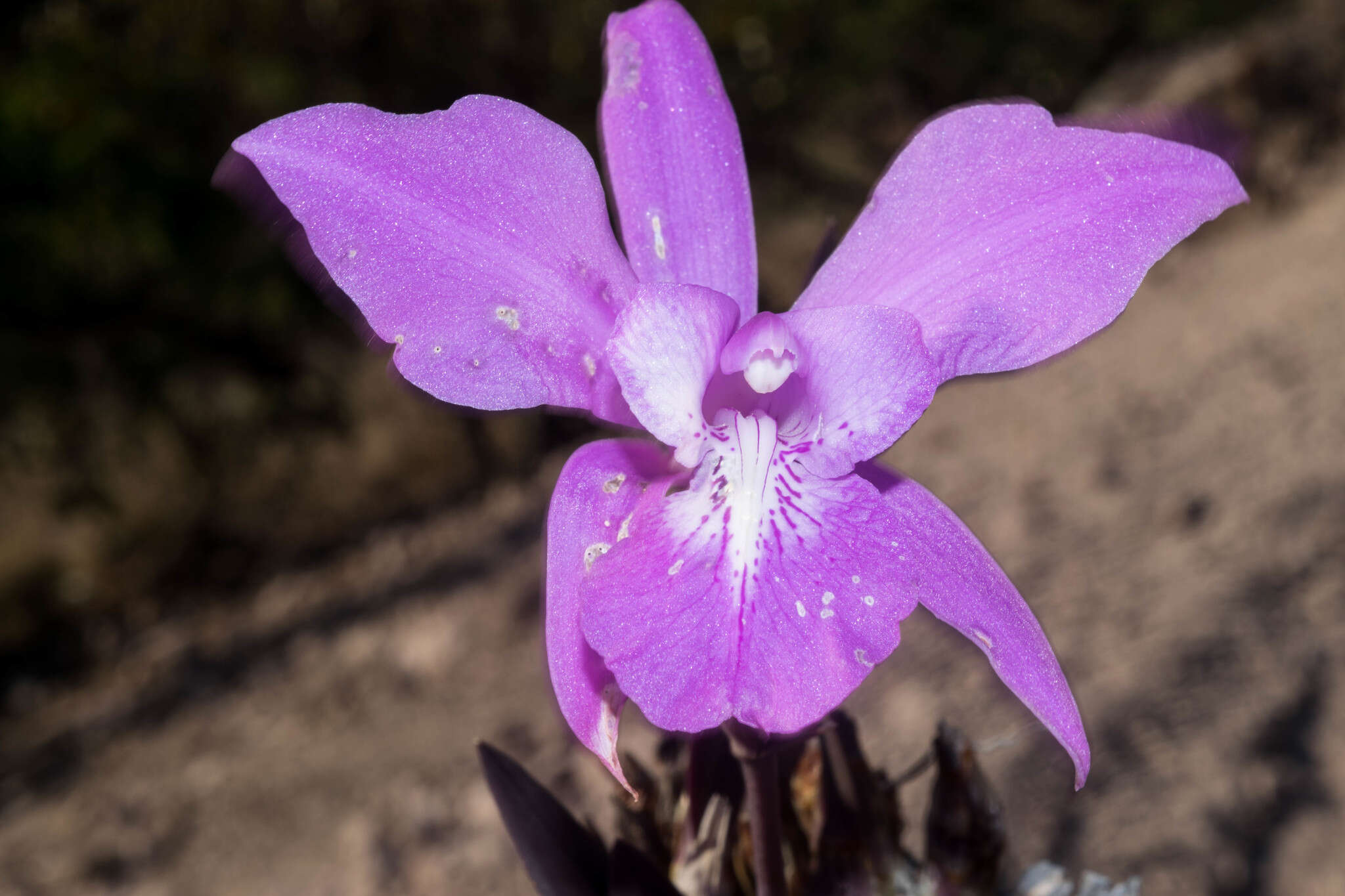 Image of Laelia speciosa (Kunth) Schltr.