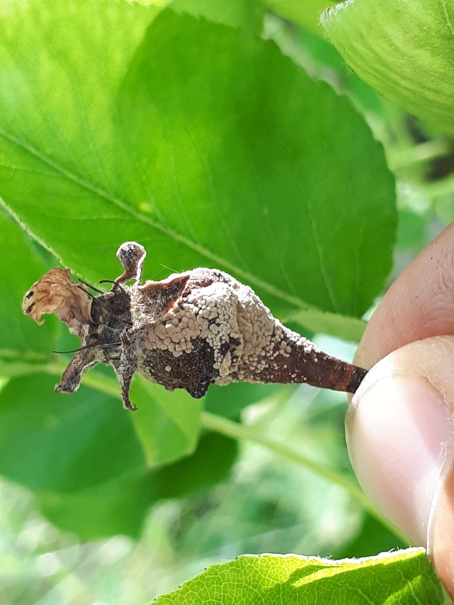 链核盘菌属的圖片