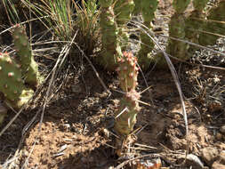 Opuntia fragilis (Nutt.) Haw. resmi