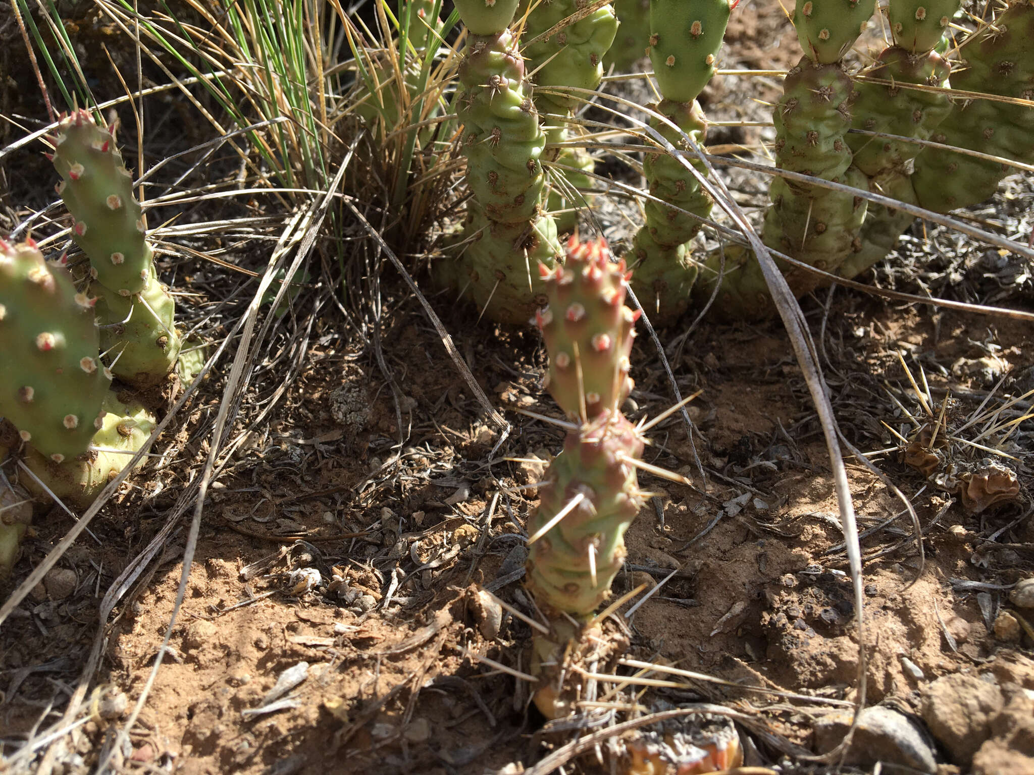 Image of Brittle Cactus