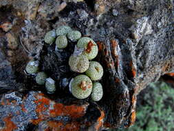 Image of Conophytum truncatum (Thunb.) N. E. Br.