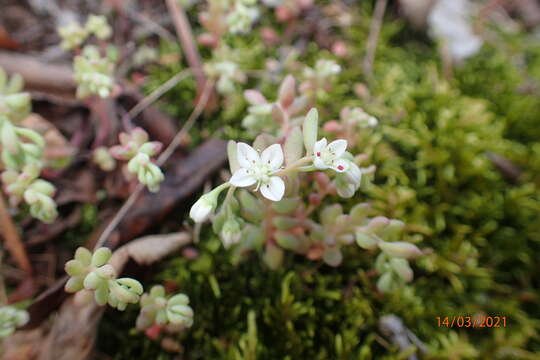 صورة Sedum pusillum Michx.