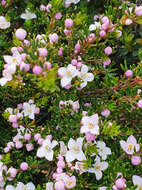 Image of Boronia citriodora subsp. citriodora