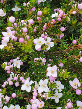 Image of Boronia citriodora subsp. citriodora