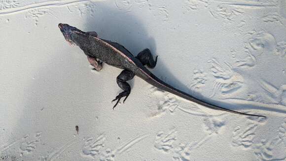 صورة Cyclura cychlura figginsi Barbour 1923