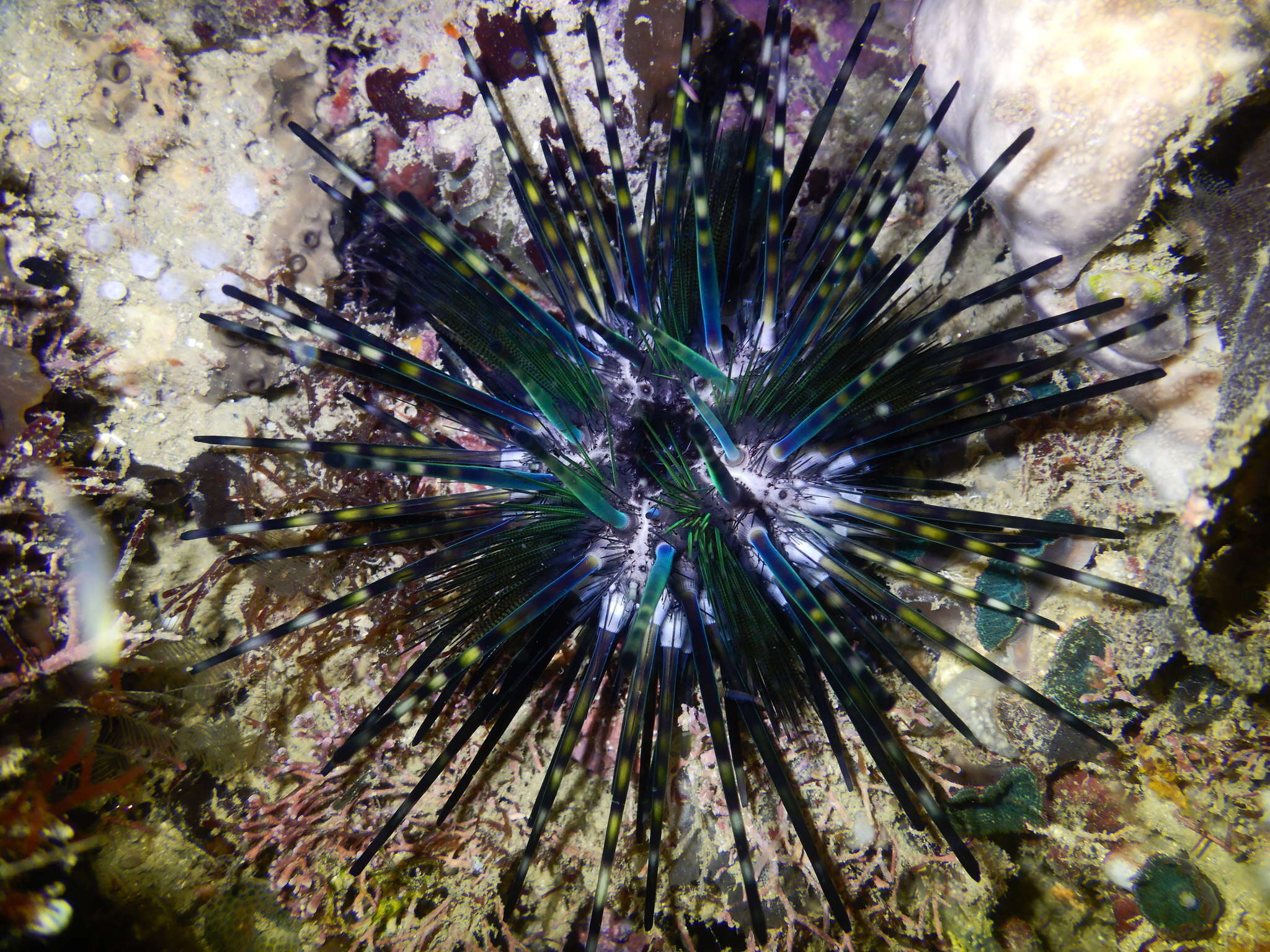 Image of Diadema urchin