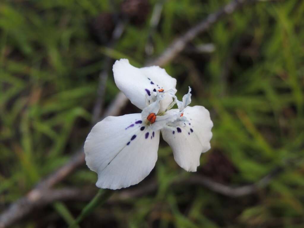 Image of Moraea longiaristata Goldblatt