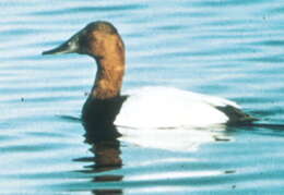 Image of Canvasback