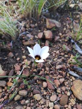 Image of Romulea atrandra var. atrandra