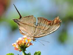 Image of Ruddy Daggerwing