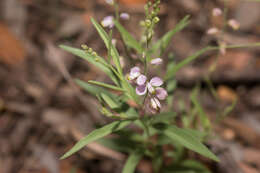 Image of velvetseed milkwort