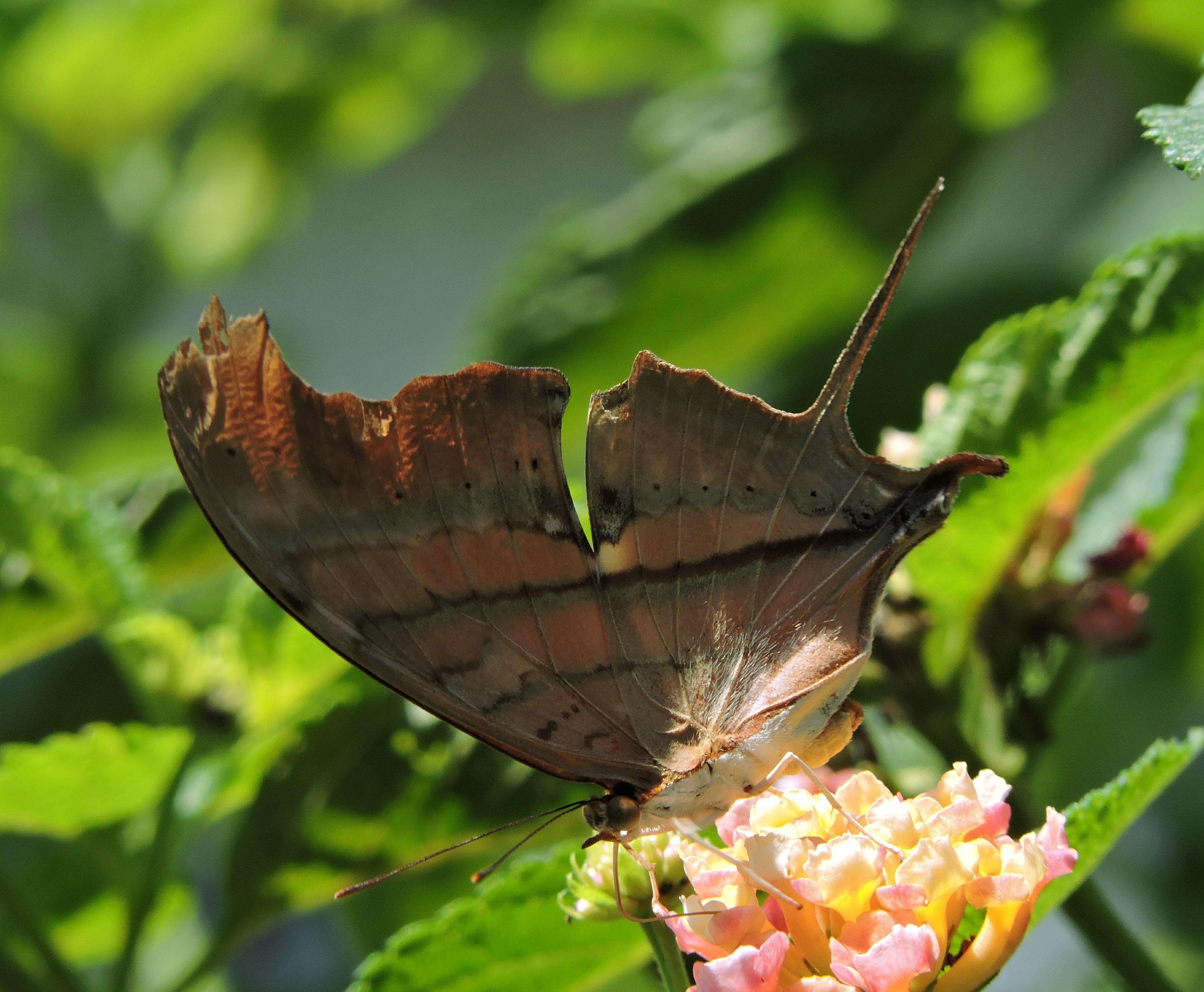 Image of Ruddy Daggerwing