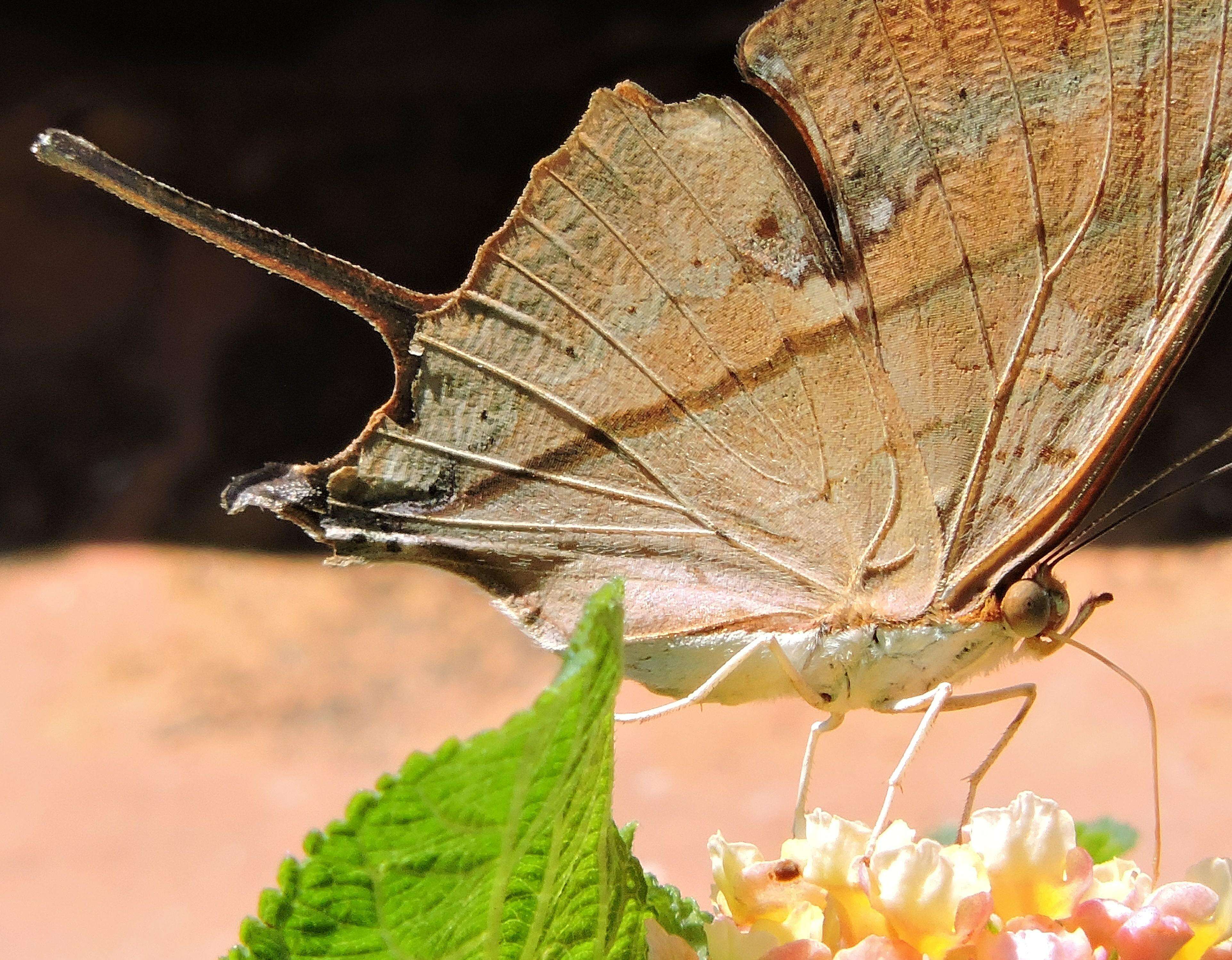 Image of Ruddy Daggerwing