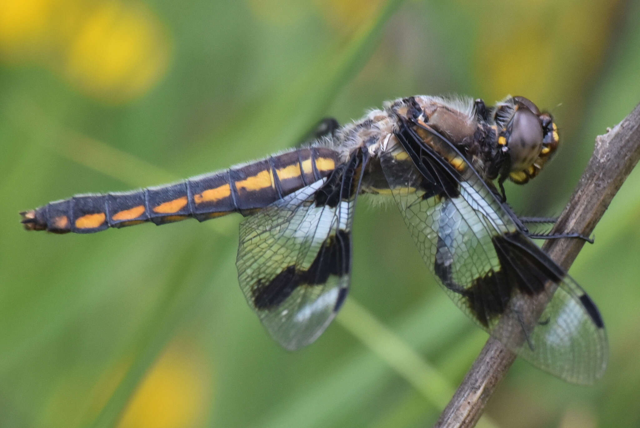 Libellula forensis Hagen 1861 resmi