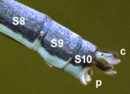 Image of Springwater Sprite