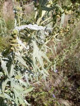 Image of woolly marsh elder